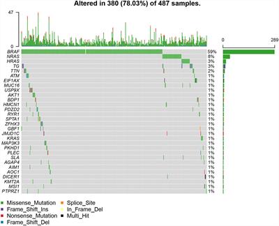 Tumor Mutation Burden Predicts Relapse in Papillary Thyroid Carcinoma With Changes in Genes and Immune Microenvironment